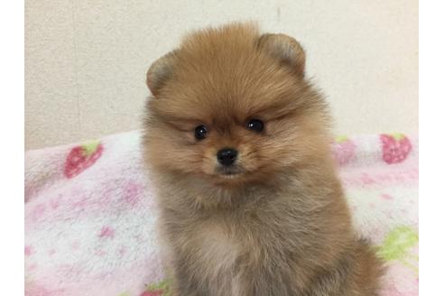 成約済の新潟県のポメラニアン-29840の3枚目