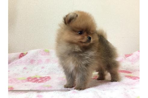 成約済の新潟県のポメラニアン-29840の5枚目