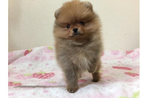 成約済の新潟県のポメラニアン-29840の2枚目