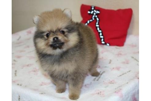 成約済の埼玉県のポメラニアン-29844の1枚目