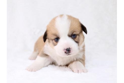 成約済の栃木県のウェルシュコーギーペンブローク-29861の1枚目