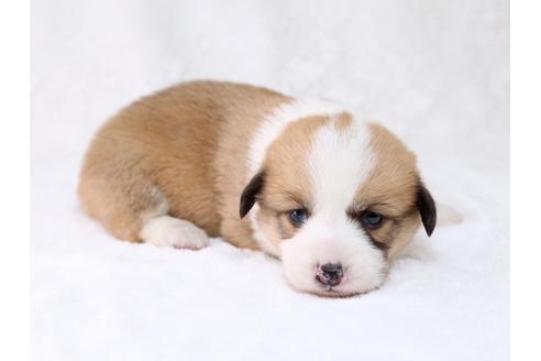 成約済の栃木県のウェルシュコーギーペンブローク-29861の2枚目