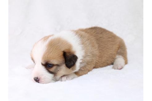 成約済の栃木県のウェルシュコーギーペンブローク-29861の3枚目