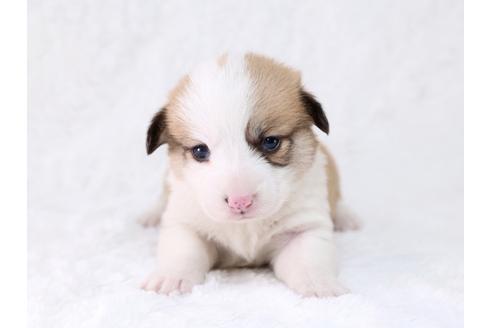 成約済の栃木県のウェルシュコーギーペンブローク-29862の1枚目