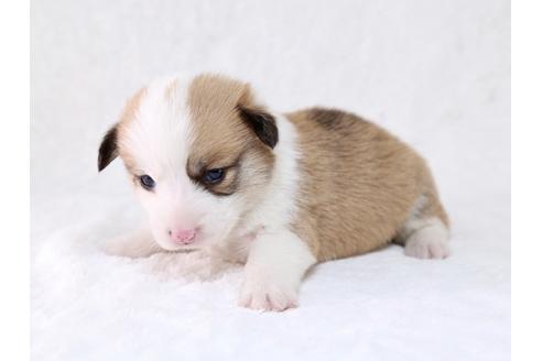 成約済の栃木県のウェルシュコーギーペンブローク-29862の2枚目