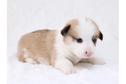 成約済の栃木県のウェルシュコーギーペンブローク-29862の3枚目