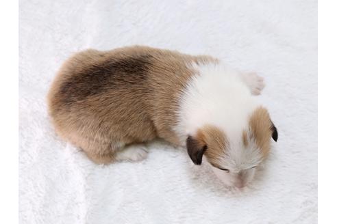 成約済の栃木県のウェルシュコーギーペンブローク-29862の4枚目