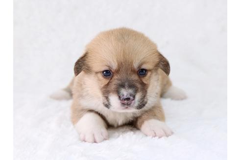 成約済の栃木県のウェルシュコーギーペンブローク-29863の1枚目