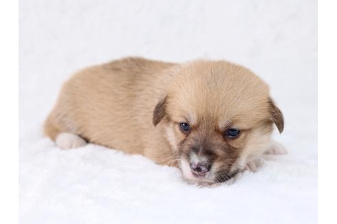 成約済の栃木県のウェルシュコーギーペンブローク-29863の3枚目