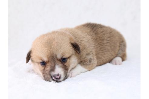 成約済の栃木県のウェルシュコーギーペンブローク-29864の4枚目