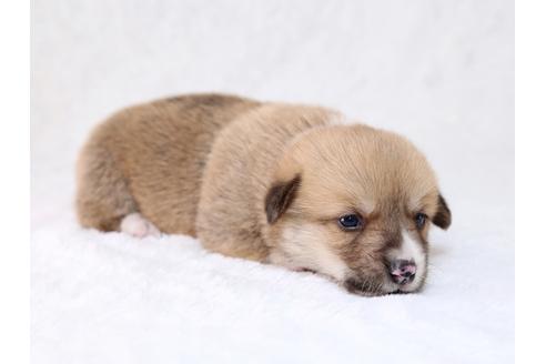 成約済の栃木県のウェルシュコーギーペンブローク-29864の1枚目