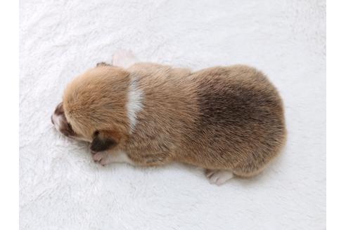 成約済の栃木県のウェルシュコーギーペンブローク-29864の2枚目