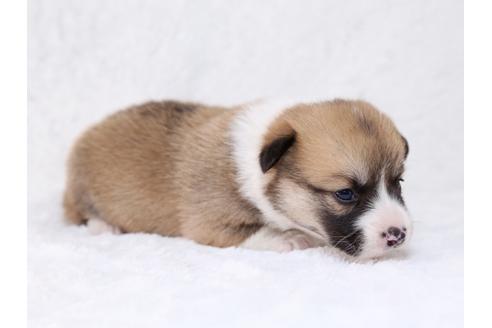 成約済の栃木県のウェルシュコーギーペンブローク-29865の2枚目