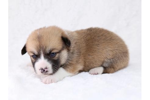 成約済の栃木県のウェルシュコーギーペンブローク-29865の3枚目