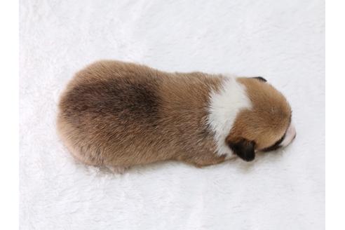 成約済の栃木県のウェルシュコーギーペンブローク-29865の4枚目