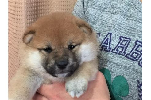 成約済の愛知県の柴犬-29866の1枚目
