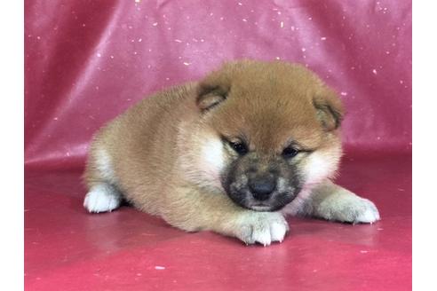 成約済の愛知県の柴犬-29866の2枚目