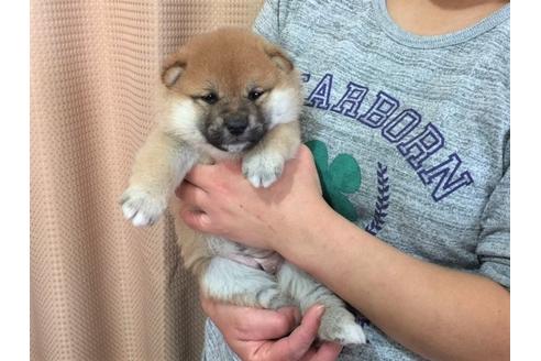 成約済の愛知県の柴犬-29866の3枚目