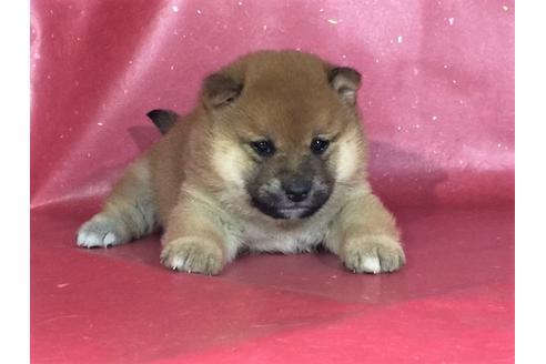 成約済の愛知県の柴犬-29867の2枚目