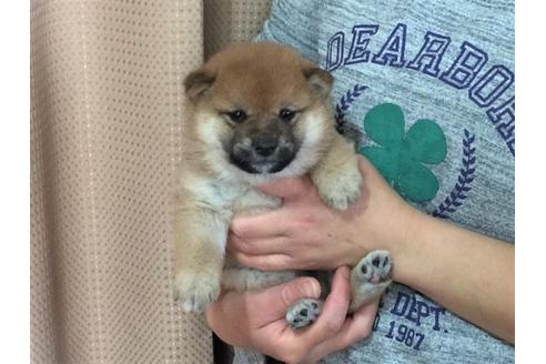 成約済の愛知県の柴犬-29867の3枚目