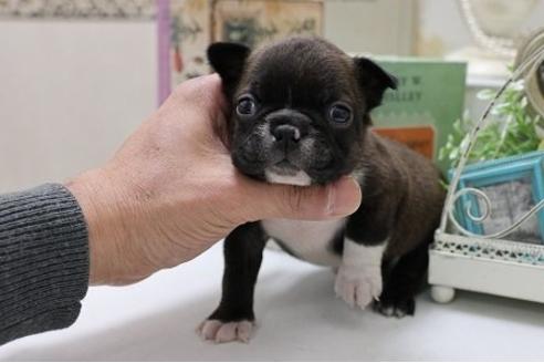 成約済の大阪府のボストンテリア-29890の2枚目