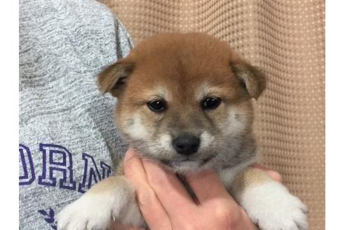 成約済の愛知県の柴犬-29892の1枚目