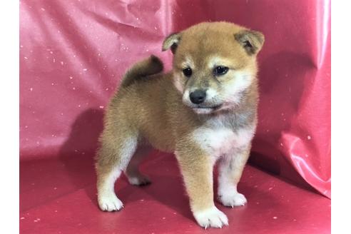 成約済の愛知県の柴犬-29892の2枚目