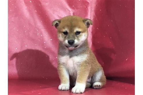 成約済の愛知県の柴犬-29892の3枚目