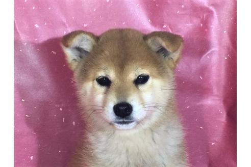成約済の愛知県の柴犬-29893の1枚目