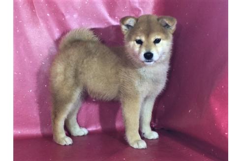 成約済の愛知県の柴犬-29893の2枚目