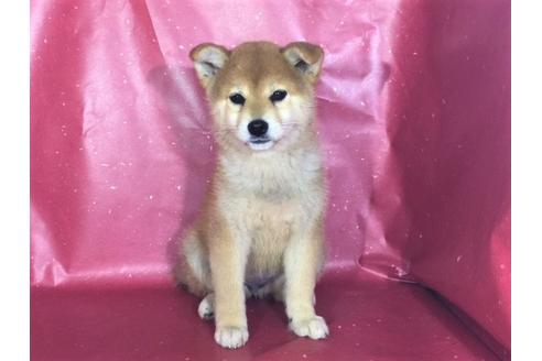 成約済の愛知県の柴犬-29893の3枚目