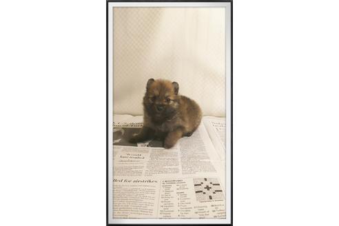 成約済の茨城県のポメラニアン-29080の2枚目