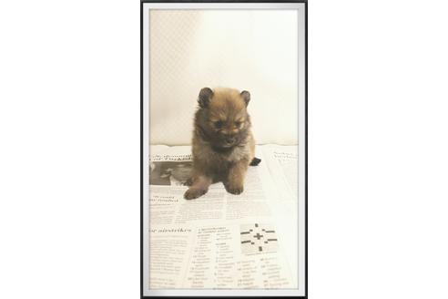成約済の茨城県のポメラニアン-29080の3枚目