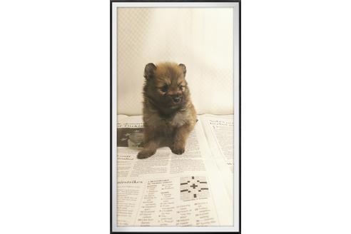 成約済の茨城県のポメラニアン-29080の4枚目
