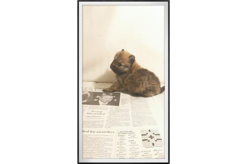 成約済の茨城県のポメラニアン-29080の1枚目