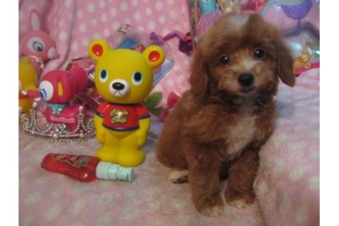 成約済の静岡県のミックス犬-29373の3枚目