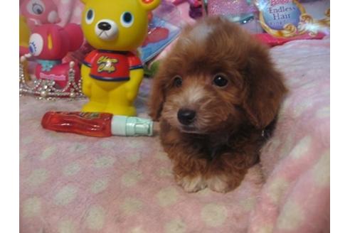 成約済の静岡県のミックス犬-29373の4枚目