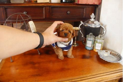 成約済の埼玉県のトイプードル-29912の3枚目