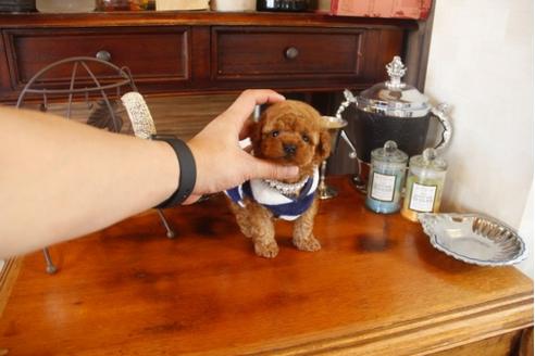 成約済の埼玉県のトイプードル-29912の4枚目