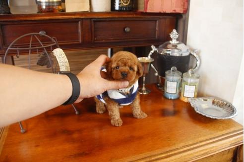 成約済の埼玉県のトイプードル-29912の5枚目