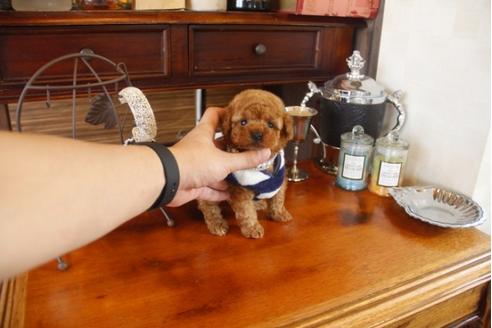 成約済の埼玉県のトイプードル-29912の1枚目