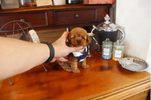 成約済の埼玉県のトイプードル-29912の2枚目