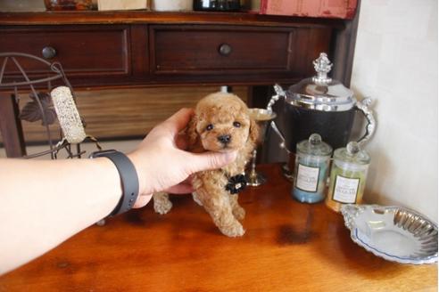 成約済の埼玉県のトイプードル-29913の3枚目