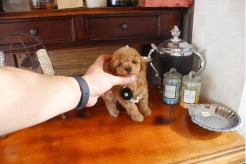 成約済の埼玉県のトイプードル-29913の4枚目