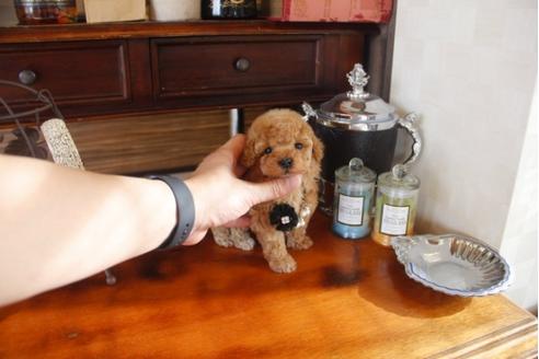 成約済の埼玉県のトイプードル-29913の1枚目