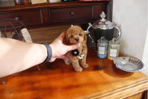 成約済の埼玉県のトイプードル-29913の2枚目