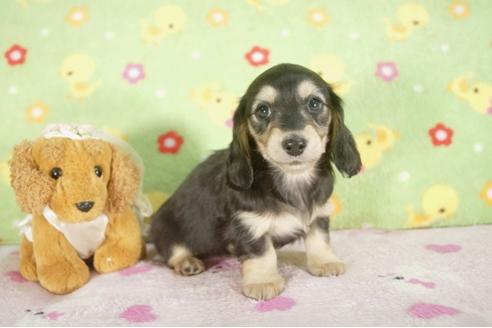 成約済の兵庫県のカニンヘンダックスフンド-28524の1枚目