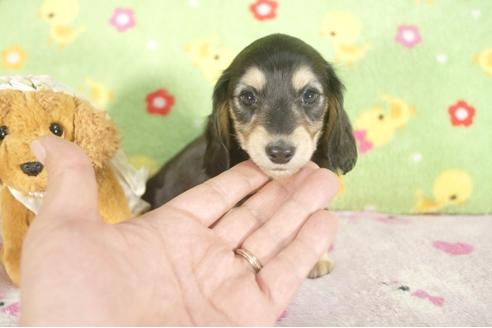 成約済の兵庫県のカニンヘンダックスフンド-28524の2枚目