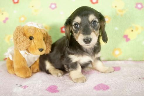 成約済の兵庫県のカニンヘンダックスフンド-28524の3枚目