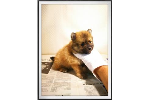 成約済の茨城県のポメラニアン-28921の1枚目